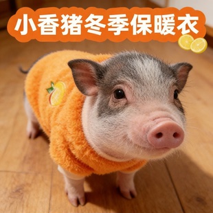 小香猪专用衣服用品秋冬季侏儒幼兔宠物猪冬天防着凉外出