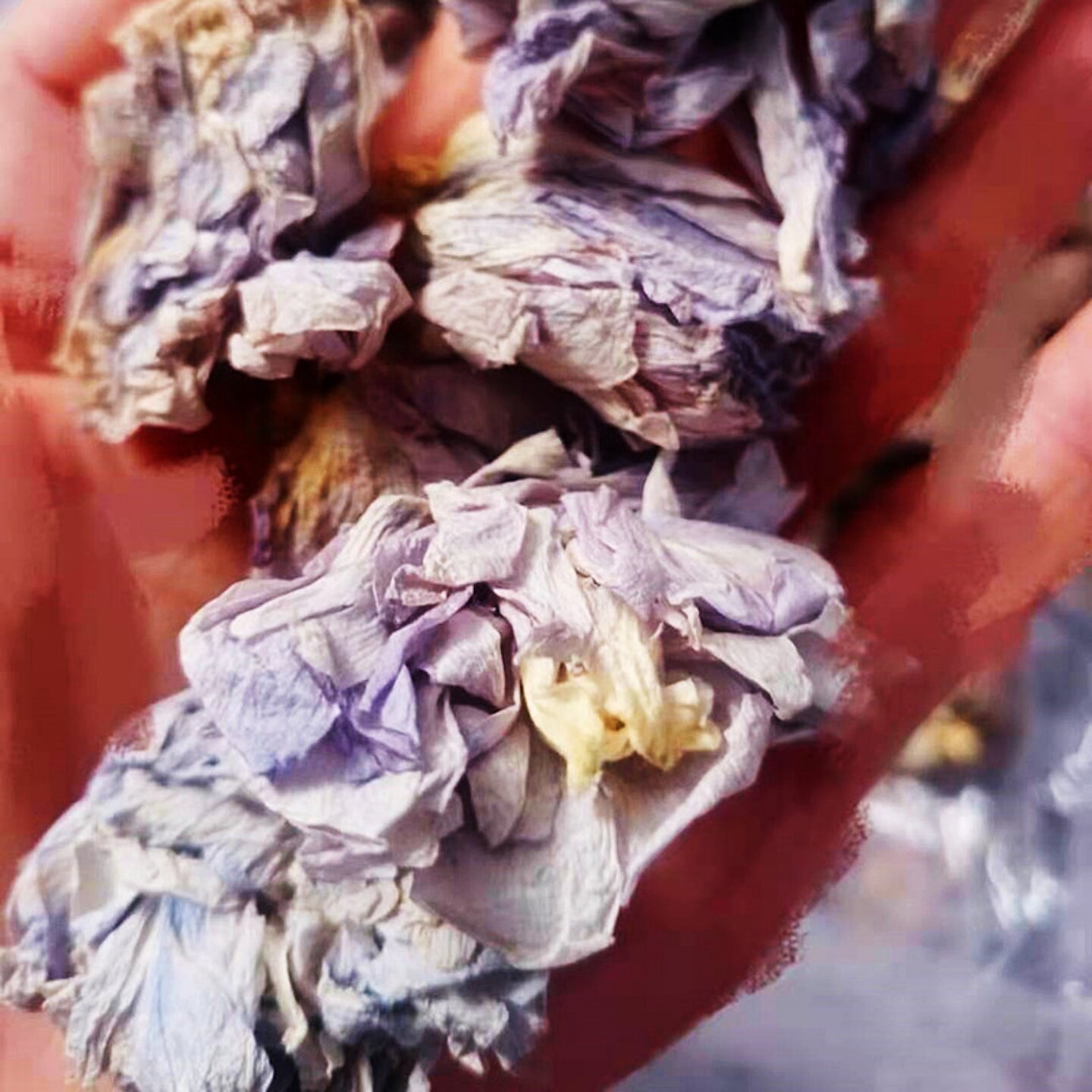 新品木槿花茶食用散装天然500g炎陵特产无穷花蕾农户无杂质饭桶花