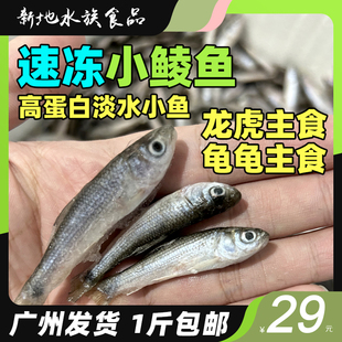 冷冻龙鱼活食小鲮鱼苗土鲮龟粮喂鱼虾麦穗鱼喂龟小鱼高蛋白饲料鱼