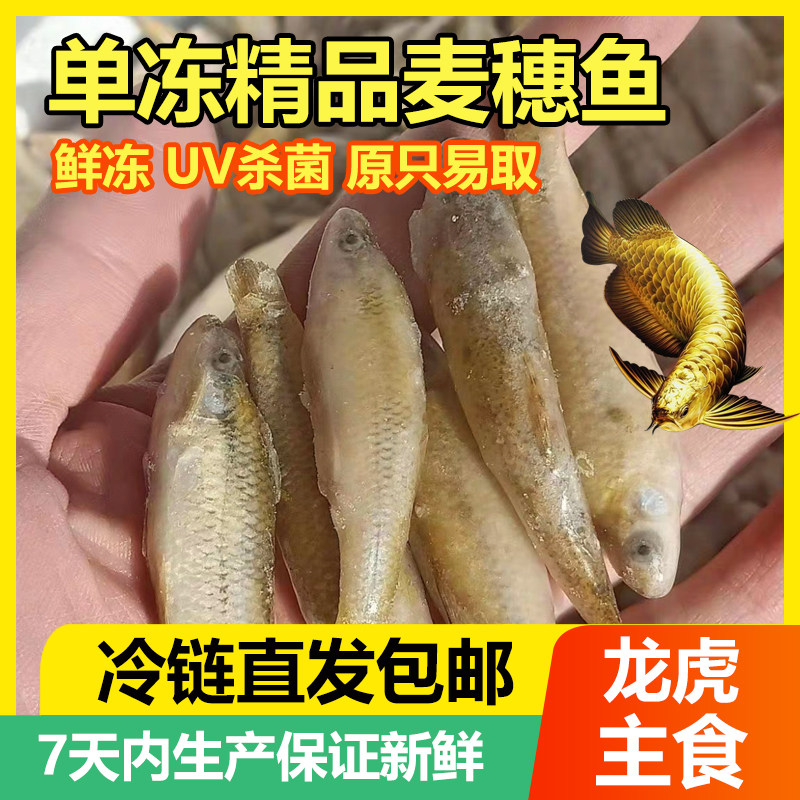 冷冻麦穗鱼龙鱼饲料山根鱼小河虾图片