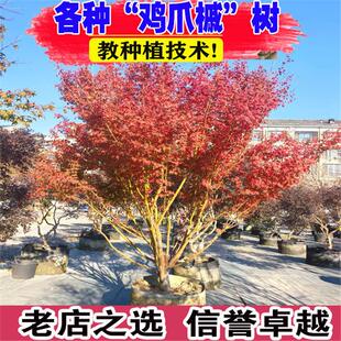鸡爪槭树苗庭院园林大型耐寒绿化风景树彩叶造型丛林鸡爪槭红枫苗