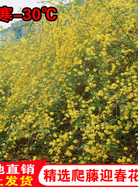 迎春花树苗盆栽庭院爬藤四季花卉