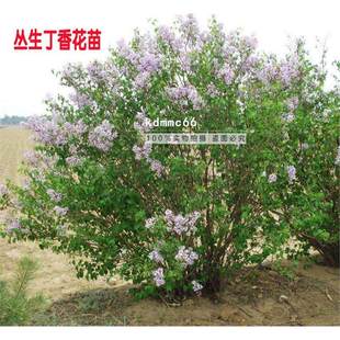 丁香花树苗盆栽浓香型四季开花紫丁香花苗花卉室内庭院北方种植物