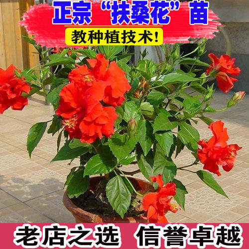 大花重瓣扶桑花苗带花苞重瓣木槿朱槿牡丹花多季开花绿植盆栽