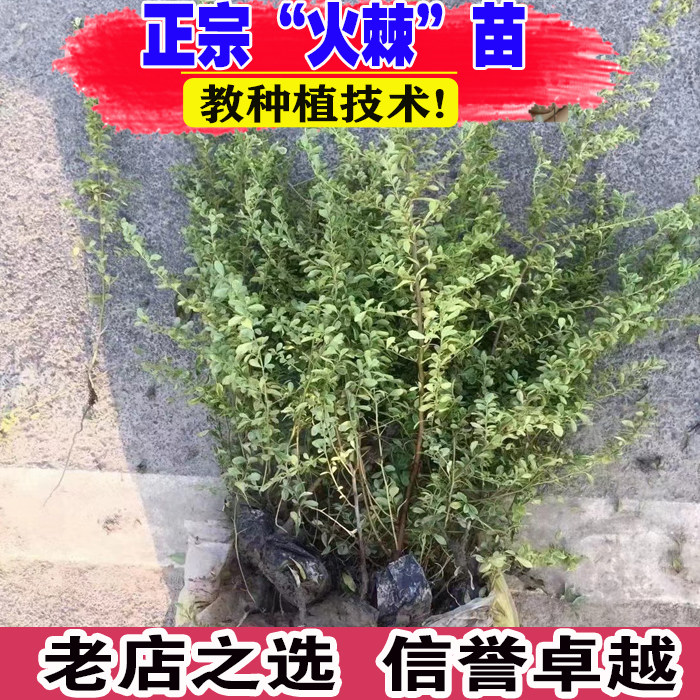 火棘苗庭院绿化树苗带刺防盗植物围墙花卉篱笆树苗红果小苗耐寒图片