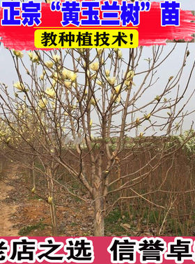 园林绿化苗木庭院植物玉兰树苗黄玉兰苗行道树苗紫白玉兰苗风景树