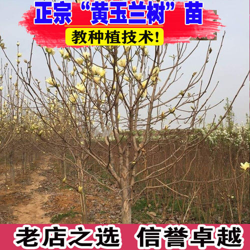 园林绿化苗木庭院植物玉兰树苗黄玉兰苗行道树苗紫白玉兰苗风景树