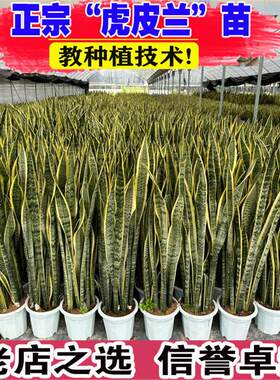 金边虎皮兰客厅大号绿植室内盆栽四季好养植物好养大型净化空气