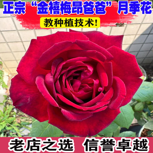 金禧梅昂爸爸月季浓香型欧月阳台盆栽大花玫瑰花苗庭院四季开花