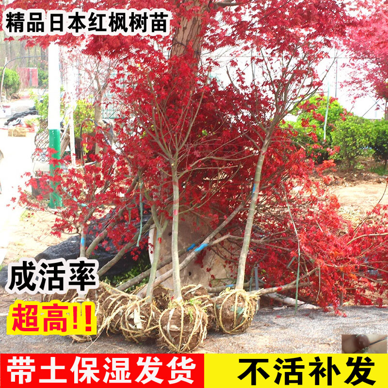 日本红枫树苗庭院别墅绿化植物