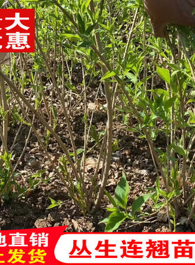 丛生连翘树苗黄老虎小苗庭院绿化苗木盆栽地栽南北方种植耐寒花卉