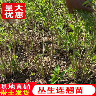 丛生连翘树苗黄老虎小苗庭院绿化苗木盆栽地栽南北方种植耐寒花卉