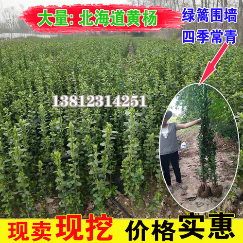 围墙树苗围墙篱笆树苗耐寒冬青