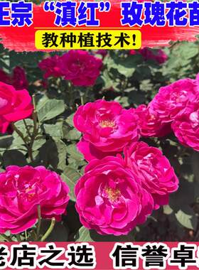 滇红玫瑰花大苗盆栽可食用玫瑰花苗浓香阳台庭院多季开花卉绿植物