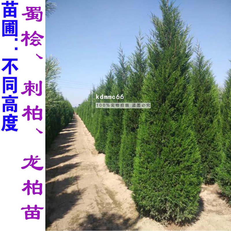 柏树树苗塔柏侧柏龙柏庭院行道风景大树园林工程绿化乔木四季常青