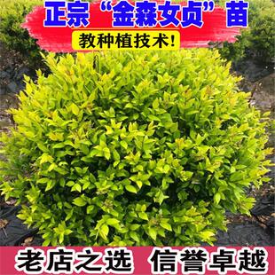 金森女贞球树苗庭院耐寒风景树四季常青彩叶绿篱植物金森女贞小苗