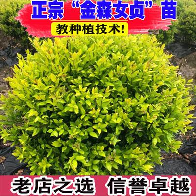金森女贞球树苗庭院耐寒风景树四季常青彩叶绿篱植物金森女贞小苗