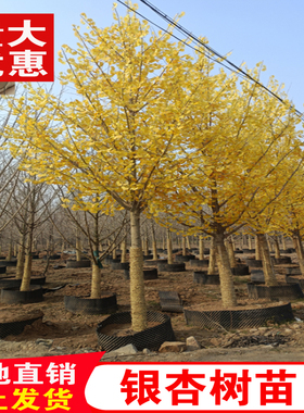 金叶银杏树苗白果活苗庭院别墅绿化苗木行道树银杏大树南北方种植