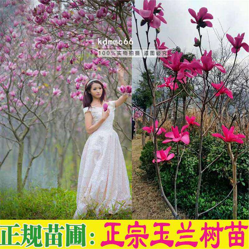 红玉兰树苗广玉兰苗紫黄白玉兰花