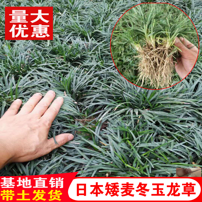 麦冬草玉龙草矮麦冬庭院四季常青