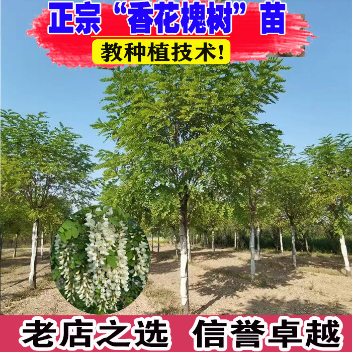 香花槐树苗富贵树刺槐花红花槐树苗庭院绿化花卉花园植物洋槐树苗