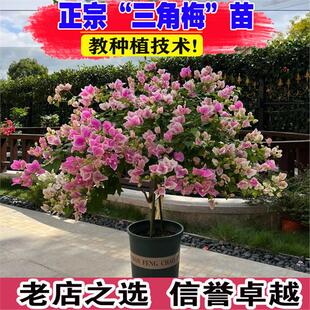 重瓣红缨三角梅花树苗带花四季三角梅室内开花植物花卉盆栽花苗