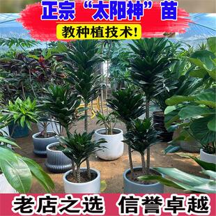 太阳神大型盆栽朱蕉龙血树造型盆景植物室内客厅好养活万年青绿植