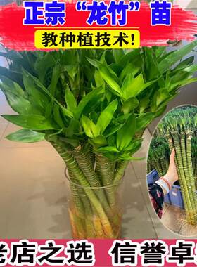 带根文昌竹龙竹观音竹转运竹富贵竹植物水养客厅室内盆栽水培绿植