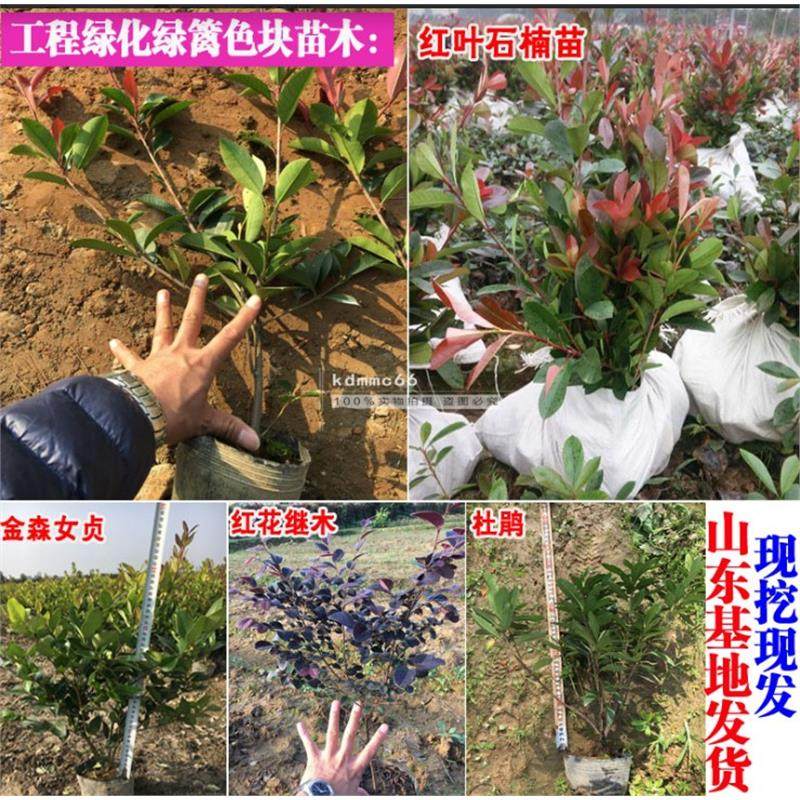 毛娟小苗映山红树苗红花继木金森女贞庭院绿化植物杜鹃苗夏娟紫鹃图片