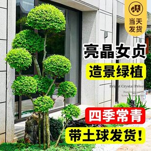 小叶女贞造型树亮晶多头女贞树苗多分支花园造景棒棒糖金叶女贞球