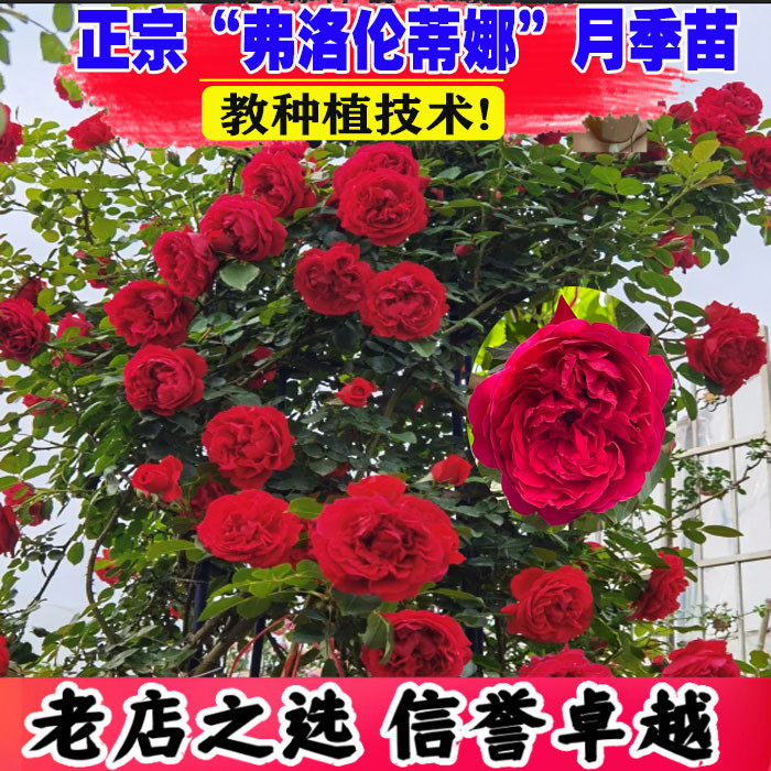 蔷薇花苗爬藤多季开花月季大苗大花浓香花卉攀援植物藤本欧月耐寒