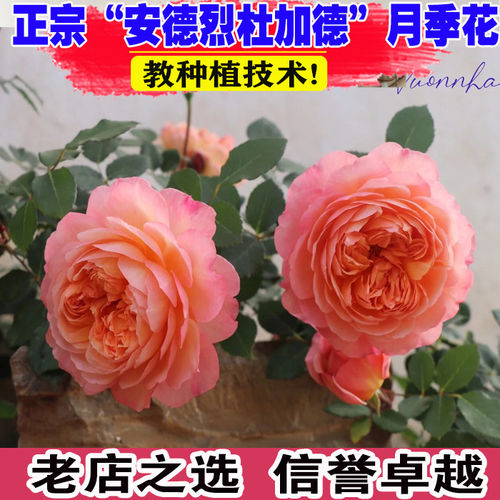 安德烈杜加德爬藤月季苗藤本花卉混色浓香勤花庭院阳台耐寒耐热