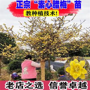 腊梅花树苗庭院地栽耐寒冬季开花卉植物阳台浓香原生高杆素心腊梅