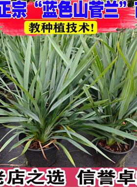 蓝色山菅兰乌托邦观叶花镜植物耐热耐寒植物青叶山菅兰常绿盆栽