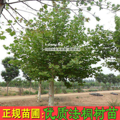 法国梧桐树庭院风景园林绿化苗木