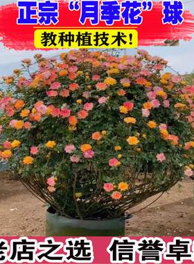 月季花球造型欧月爬藤蔷薇花庭院别墅景观花卉绿植球形藤彩虹花卉