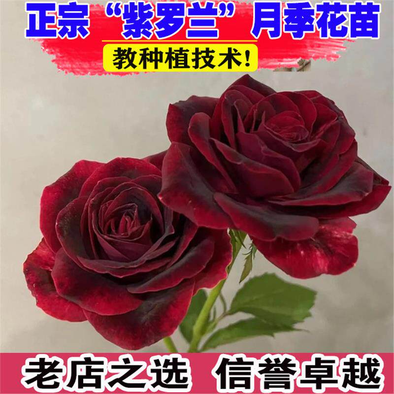紫罗兰玫瑰花苗盆栽暗黑大花品种月季阳台庭院别墅观花绿植物花卉