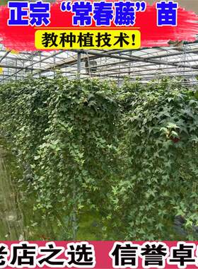 常春藤盆栽好养植物室内垂吊兰长春水培爬藤青叶花叶雪莹绿植花园
