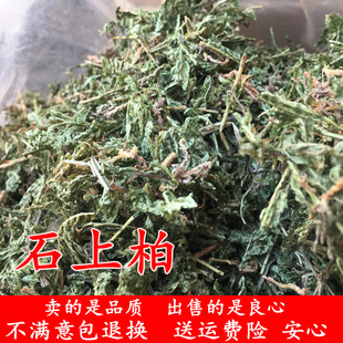 石上柏 250克深绿卷柏地侧柏梭罗草地柏草岩扁柏岩青新鲜干货天然
