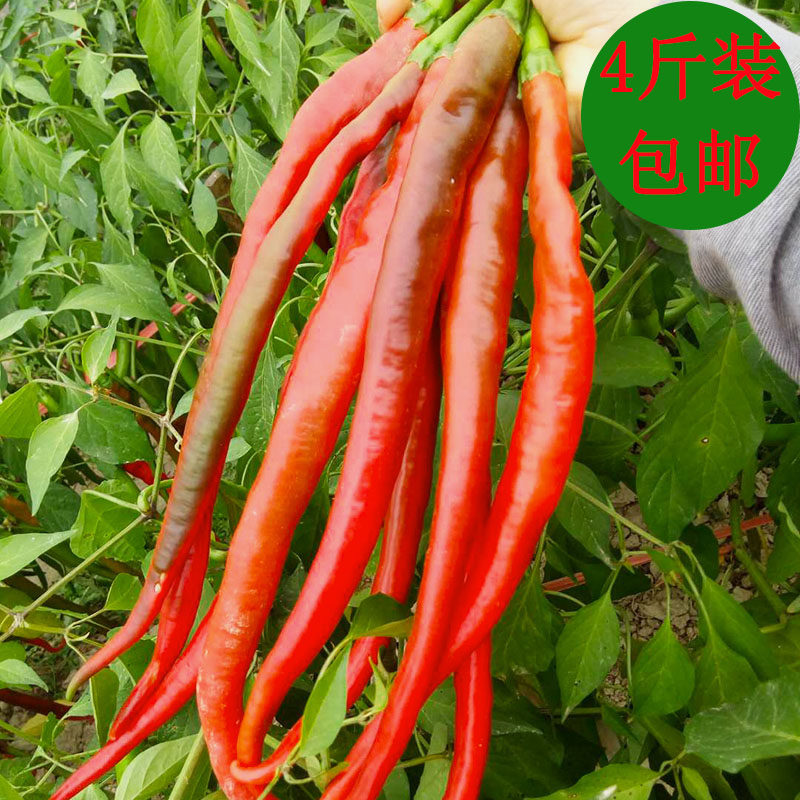 4斤新鲜红辣椒 现摘二荆条红线椒尖椒农家肥料种植香辣大红椒蔬菜