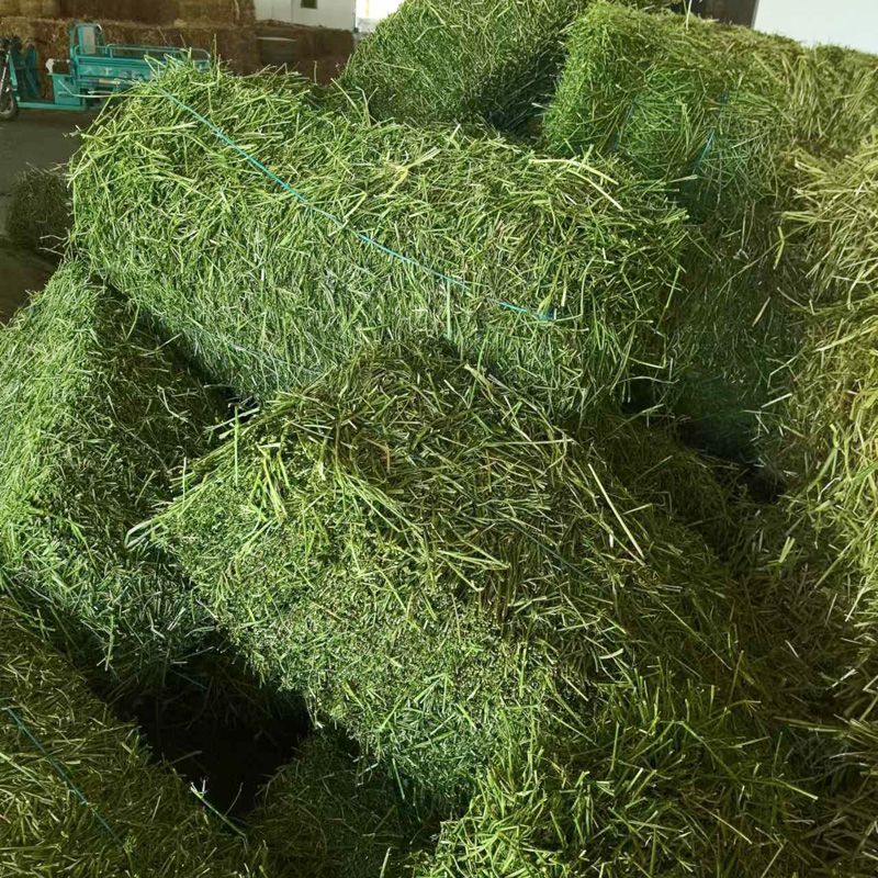 紫花苜蓿干草捆羊驼专用草牛马羊养殖厂草料动物园马场饲料牧草包
