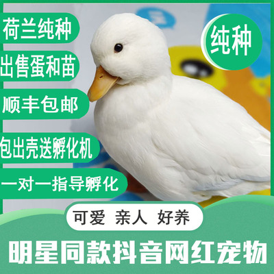 柯尔鸭蛋柯尔鸭苗可达鸭