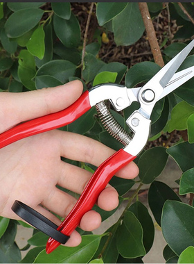 日本进口不锈钢园林园艺花艺剪摘果剪修枝剪稀果剪蔬果剪采果剪刀