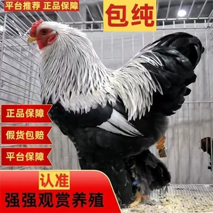 纯种大体型婆罗门鸡活苗种蛋受精蛋可孵化小鸡巨型梵天鸡观赏鸡种