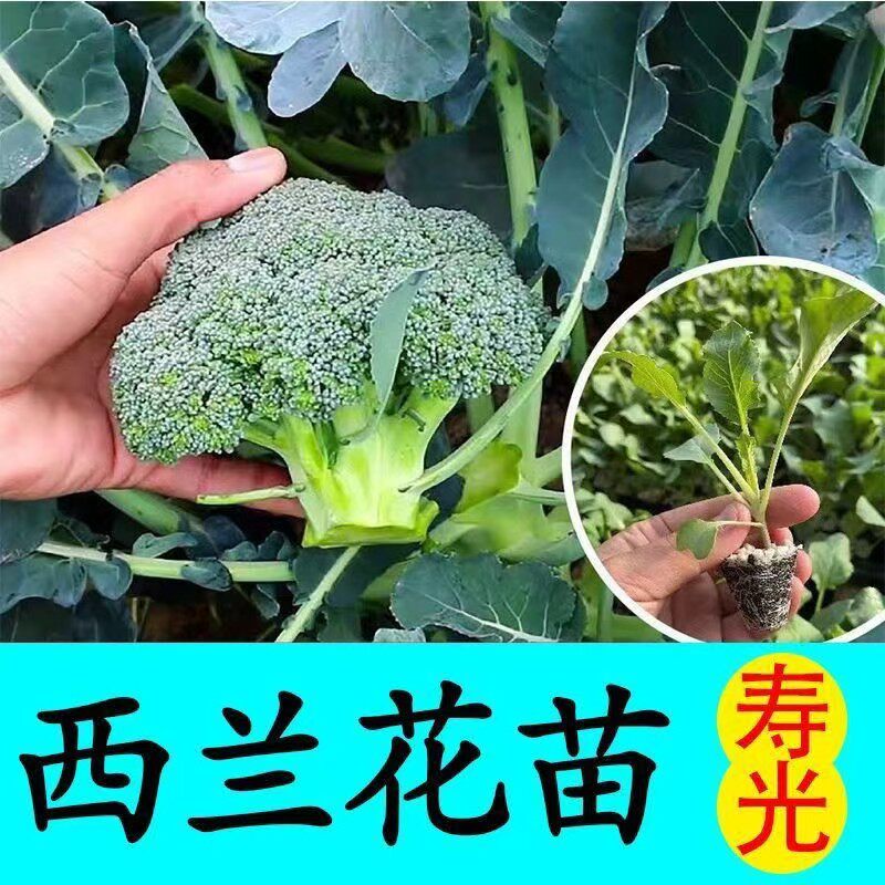 四季秋冬盆栽西兰花苗