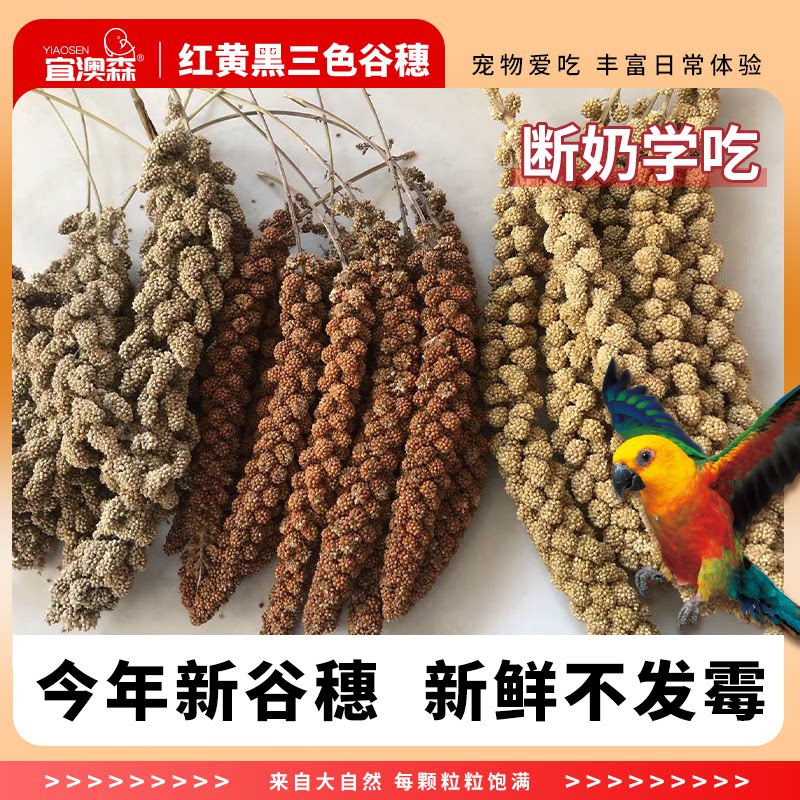 鹦鹉断奶零食黑谷穗天然黄谷穗小米穗仓鼠造景装饰摄影杂粮红谷