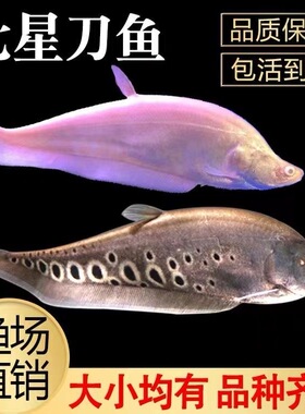 七星刀鱼活体东洋刀鱼黄金白化金刀热带观赏鱼银龙鱼配鱼