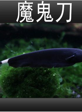 淡水热带观赏鱼耐活好养