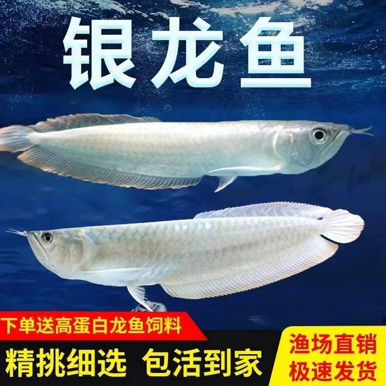 银龙鱼活体大型热带观赏鱼耐活好养热带鱼亚马逊纯种