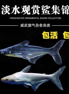 淡水鲨鱼活体虎鲨观赏鱼大型虎头鲨蓝鲨白化鲨鱼龙鱼配鱼
